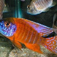 Aulonocara Rubin Red