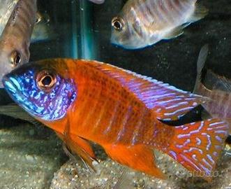 Aulonocara Rubin Red