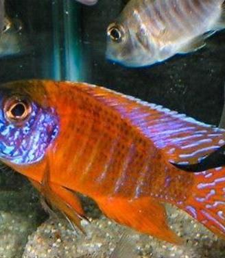 Aulonocara Rubin Red