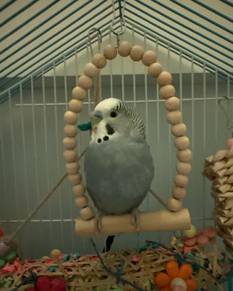 Cocorita