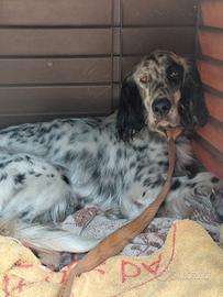 Setter inglese