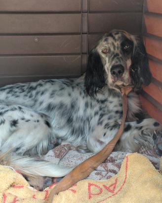 Setter inglese