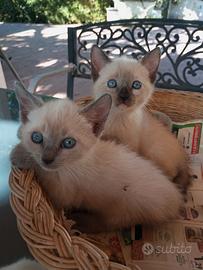 Coppia di cuccioli siamesi