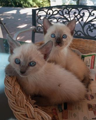 Coppia di cuccioli siamesi