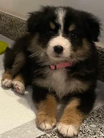 Cucciola border collie