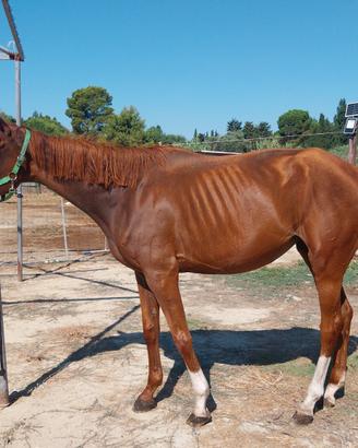 cavalli