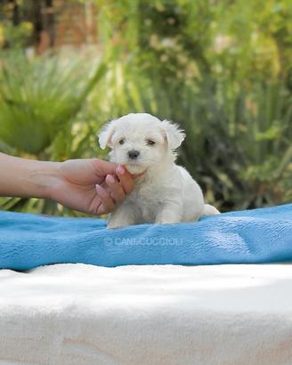 Cucciolo di Maltese maschio