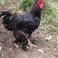 Gallo taglia gigante