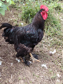 Gallo taglia gigante