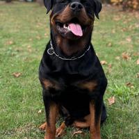 Cuccioli rottwailer