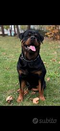 Cuccioli rottwailer