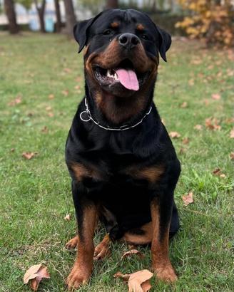 Cuccioli rottwailer