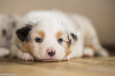 Pastore Australiano pedigree