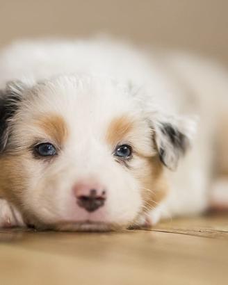 Pastore Australiano pedigree