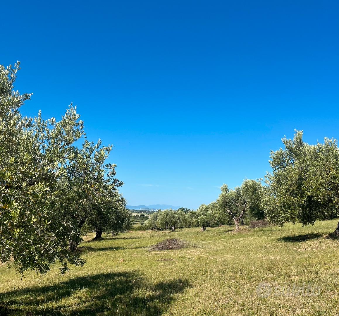 Oliveto di pregio - Vista 4