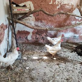Pollame: galline e galli anatre e anatroccoli