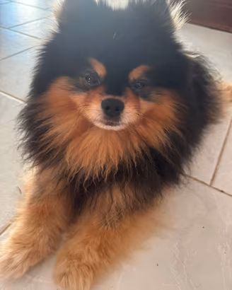 Spitz della Pomerania Toy