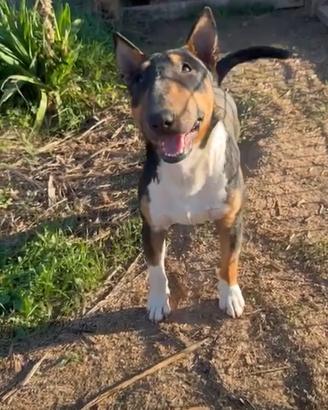 Bull terrier miniatura adulto