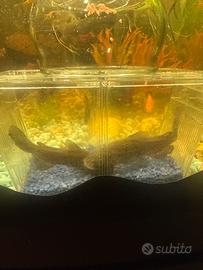 Pescigatto