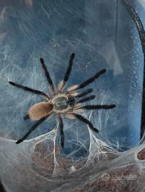 Tarantole Monocentropus Balfouri