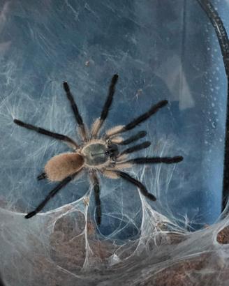 Tarantole Monocentropus Balfouri