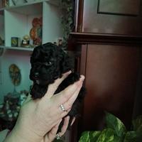 Barboncina femmina nera toy