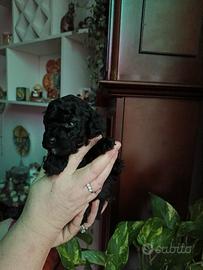 Barboncina femmina nera toy