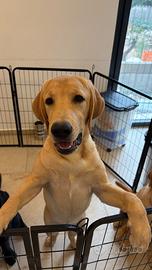 Cuccioli maschi di Labrador con Pedigree