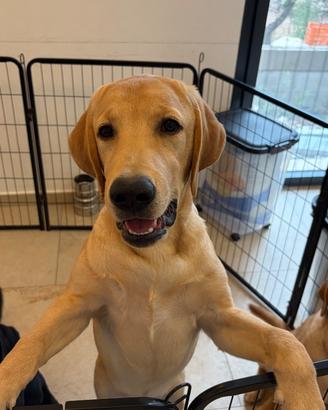 Cuccioli maschi di Labrador con Pedigree