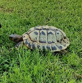 Tartaruga Testudo Hermanni maschio