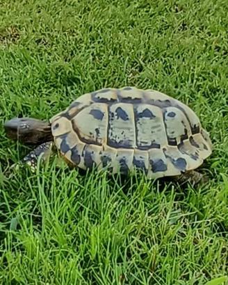 Tartaruga Testudo Hermanni maschio