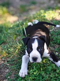 Cuccioli di Amstaff