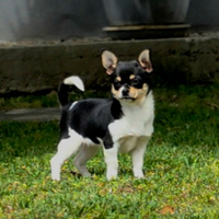 Chihuahua