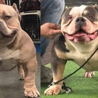 Stallone Bully Pocket