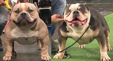 Stallone Bully Pocket