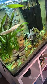 Acquario