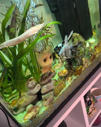 Acquario