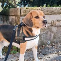 Beagle maschio per accoppiamento