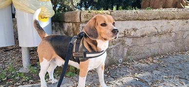 Beagle maschio per accoppiamento