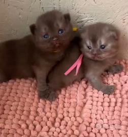 Scottish straight e fold