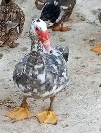 Maschi di anatra muta