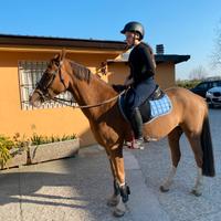 Pony saura del 2015 per scuola