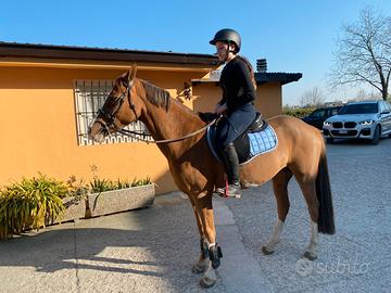 Pony saura del 2015 per scuola