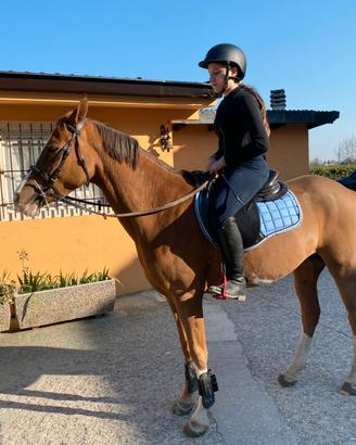 Pony saura del 2015 per scuola