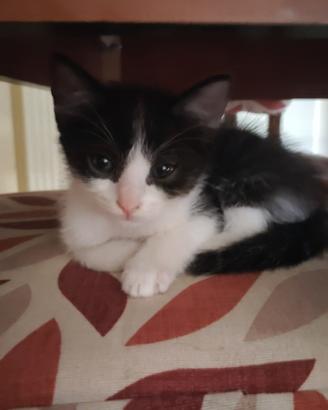 Gattina di quasi 2 mesi
