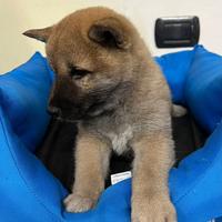 Shiba inu ( i migliori shiba )