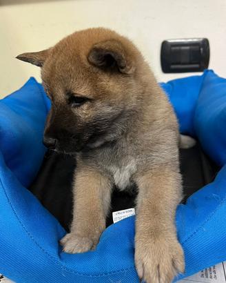 Shiba inu ( i migliori shiba )