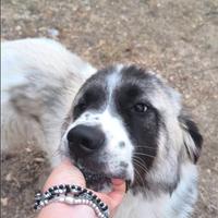 Lilo 8 mesi, troppo buono