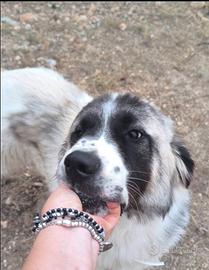 Lilo 8 mesi, troppo buono