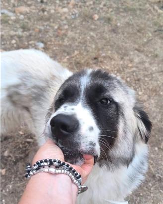 Lilo 8 mesi, troppo buono